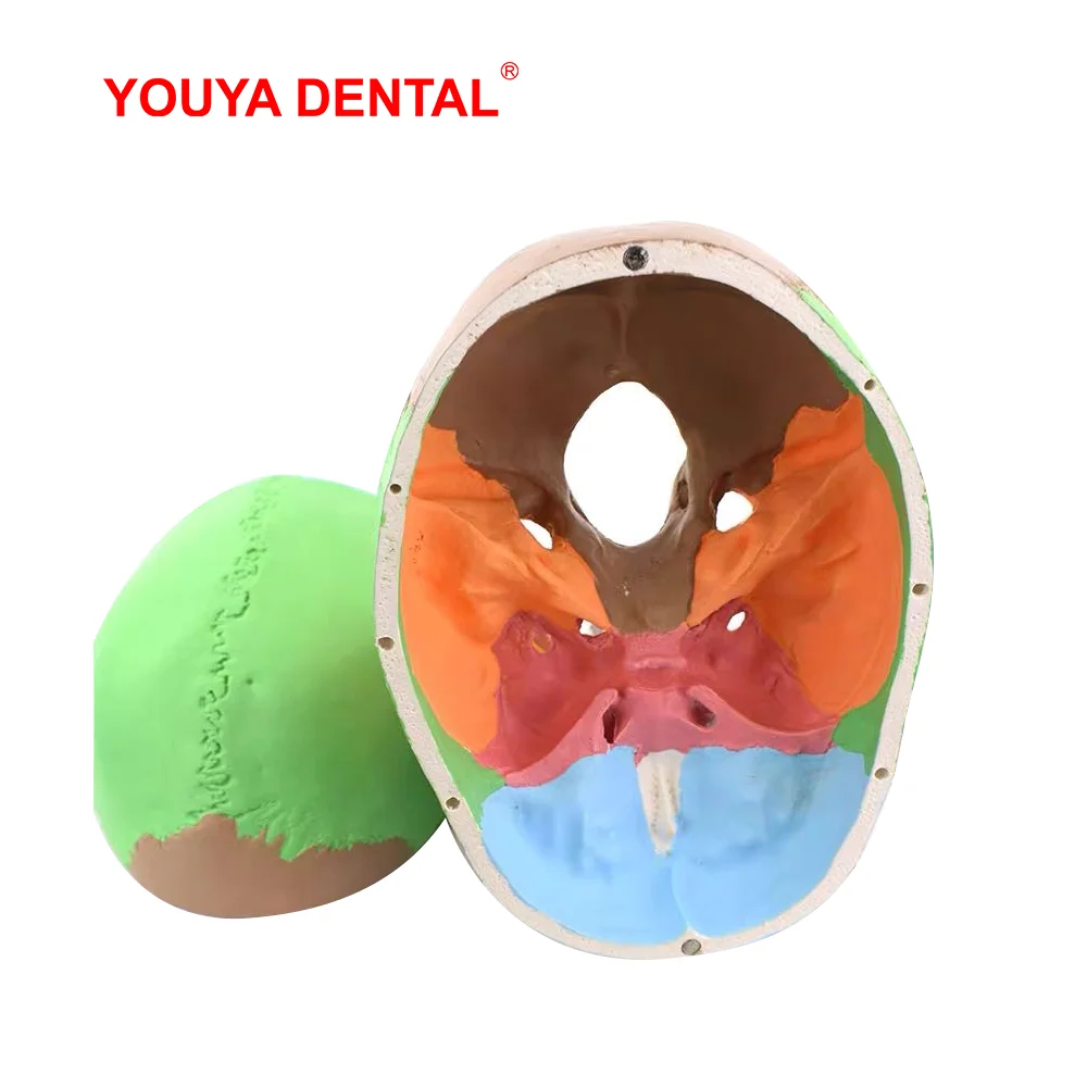 Анатомическая модель человеческого черепа для взрослых с полным стандартом