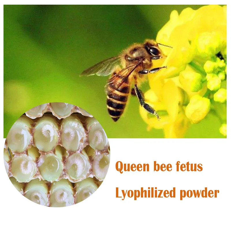 

Queen Bee Fetus Larva Freeze-dried Powder , Fresh Natural Est rogen, Maintaining Ovary and Uterus 200pcs