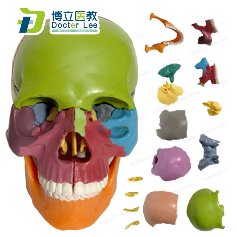 Квадрокоптер Mini Skull модель 15 Запчасти человека анатомический скелет красочные