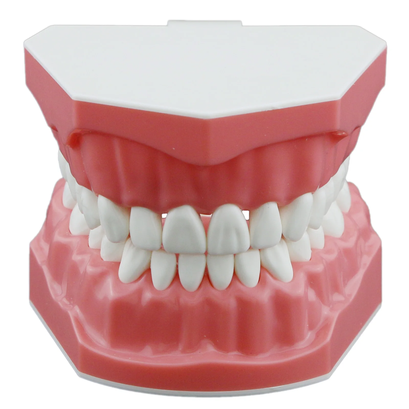 Dental Standard Teeth Model, Typodont Demonstration Denture Kids Dental Supplies Teaching Studying  Size