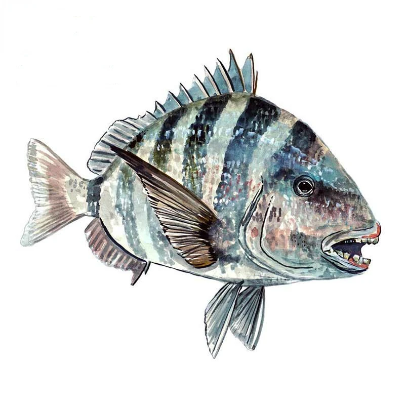 

Sheeps Head Fish Car Stickers Funny Fishing Automobiles Motorcycles Accessories Window Waterproof toilet, children's room,Decal