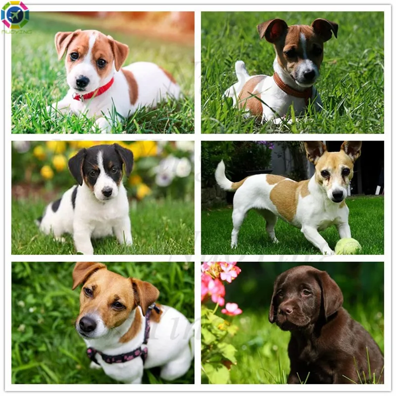 Алмазная картина Джек Рассел терьер животное собаки Милая Вышивка щенком Набор