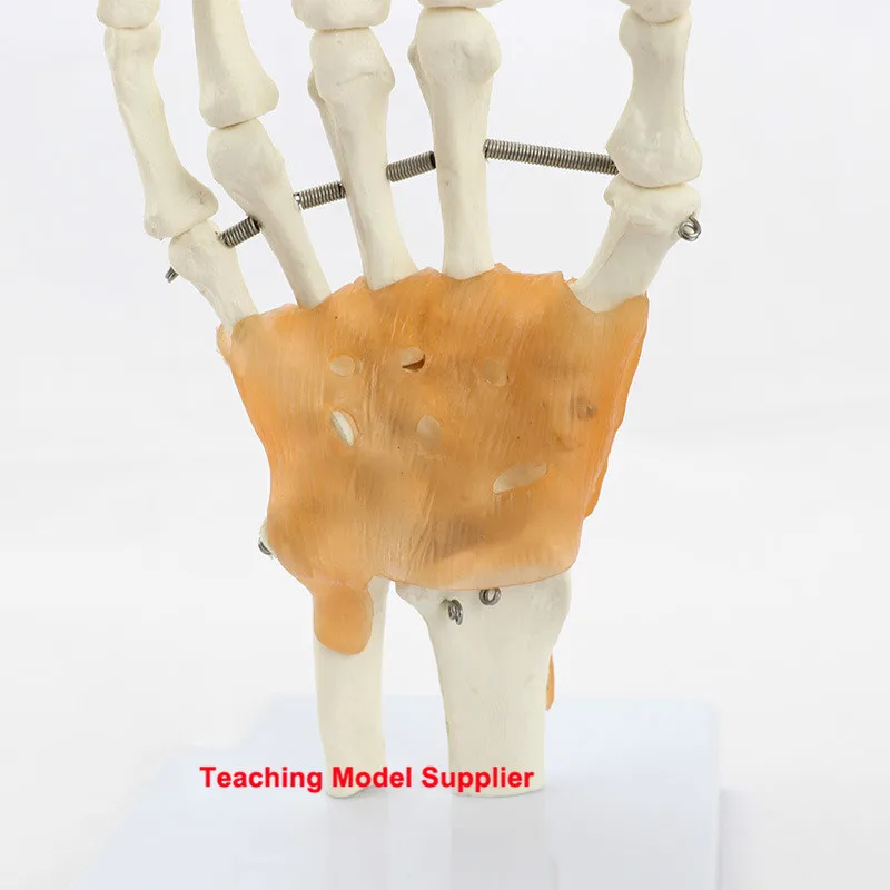 Гибкая модель человеческого сустава костного лигация запястья каркас пальмовой