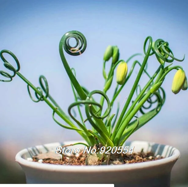2 Импортные 5 шт. Albuca concordiana Волшебные цветы домашний сад - Цвет: 2