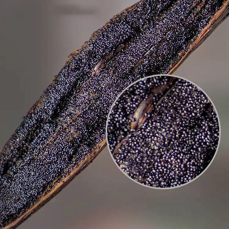 Высококачественные Ванильные бобы класса А Премиум мадагаскарская Ванильная