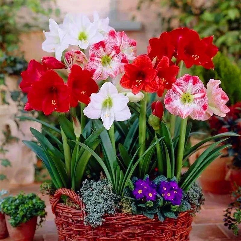 

1Pcs Colorful Amaryllis Flower Seeds Bulb Garden Home Furniture Hippeastrum Vittatum Wood Bathroom Cabinet DW-S5