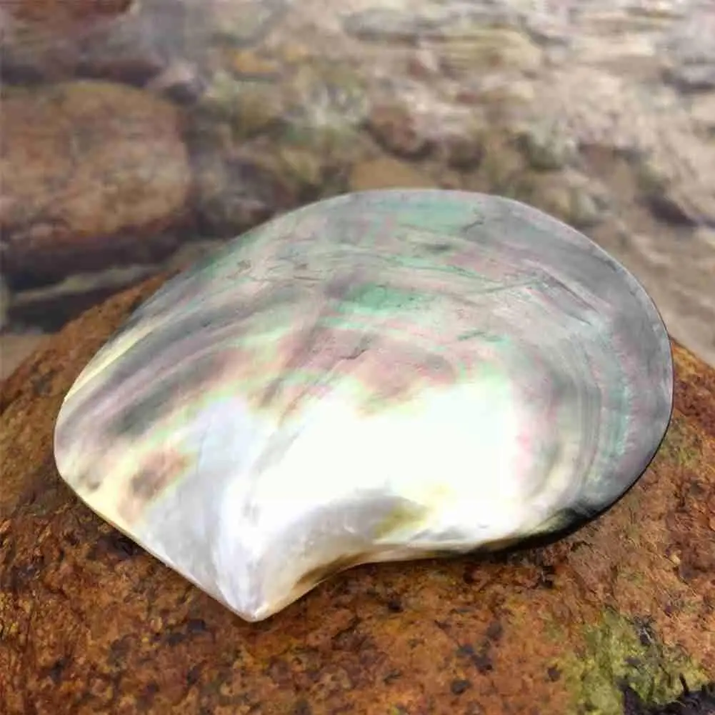 

Натуральные ракушки, черная бабочка, ракушки, ювелирные изделия «сделай сам», образец, Морская ракушка, морские приправы, украшение для пляж...