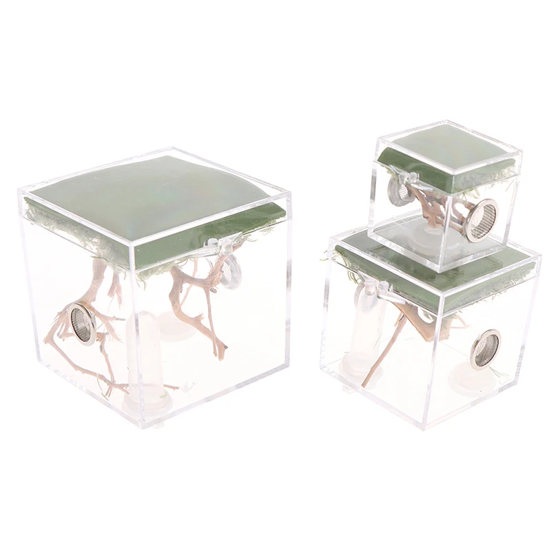 Черная Вдова паук маленькое насекомое дышащий Террариум прозрачная коробка из