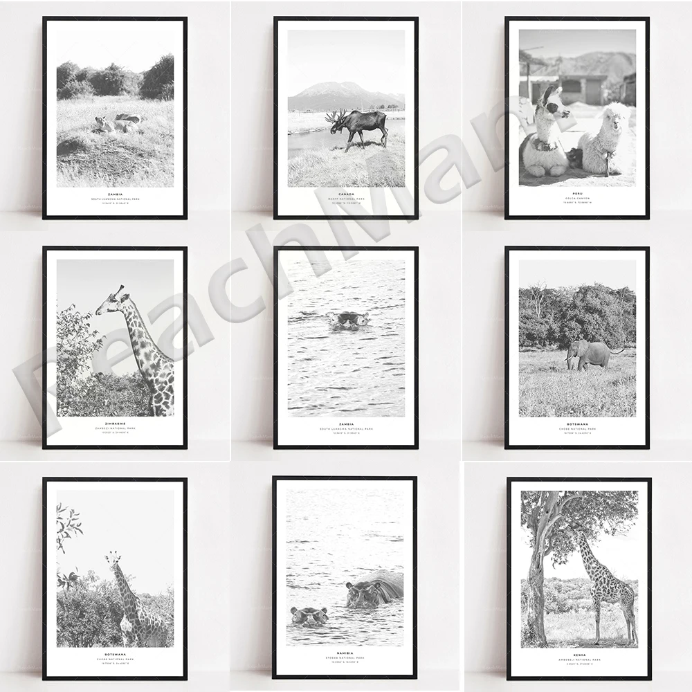 

South American Alpaca, Kenya Namibia Animal Africa, Impression Antarctic Iceberg Animals, Bolivia Black and White Poster