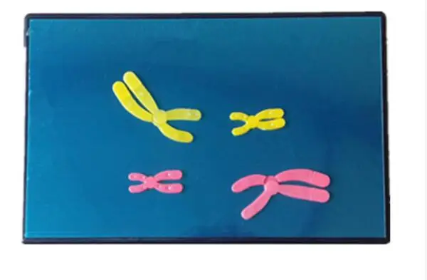 Модельные компоненты для изменения хромосомы в мейозе оборудование