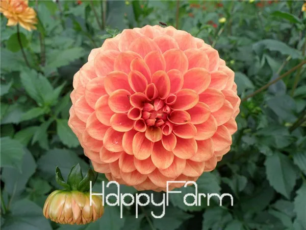 Харди жаростойкий разных многолетние Dahlia цветочных растений, 100 шт./упак., светильник Ароматный сад бонсай,# NSD9SG