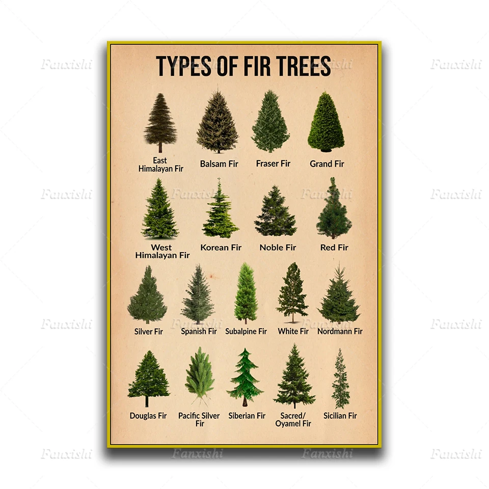 Типы пихт Рождественская елка сосна винтажный холст плакат и печать домашний