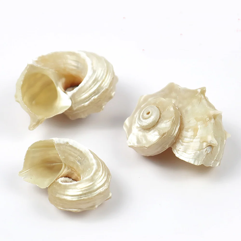 

3pcs natural Conch sea shell silver color stab conch shell for home decoration or gift