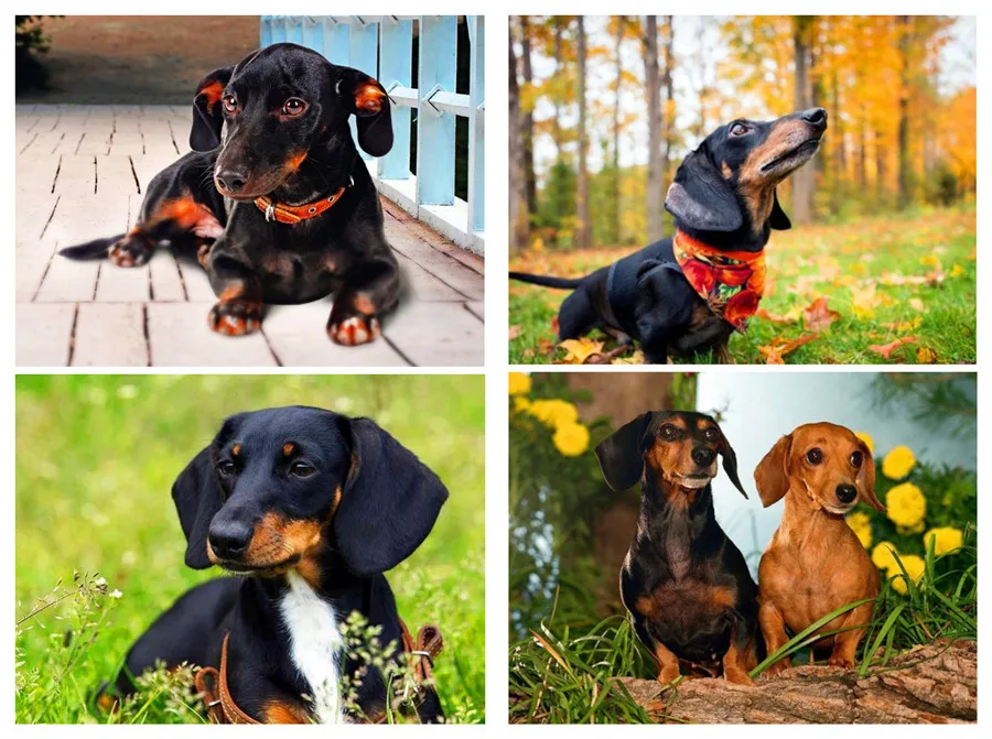 DIY Diamond Embroidery Animals Dogs Painting Cross stitch Home Decoration birthday present Christmas gift | Дом и сад