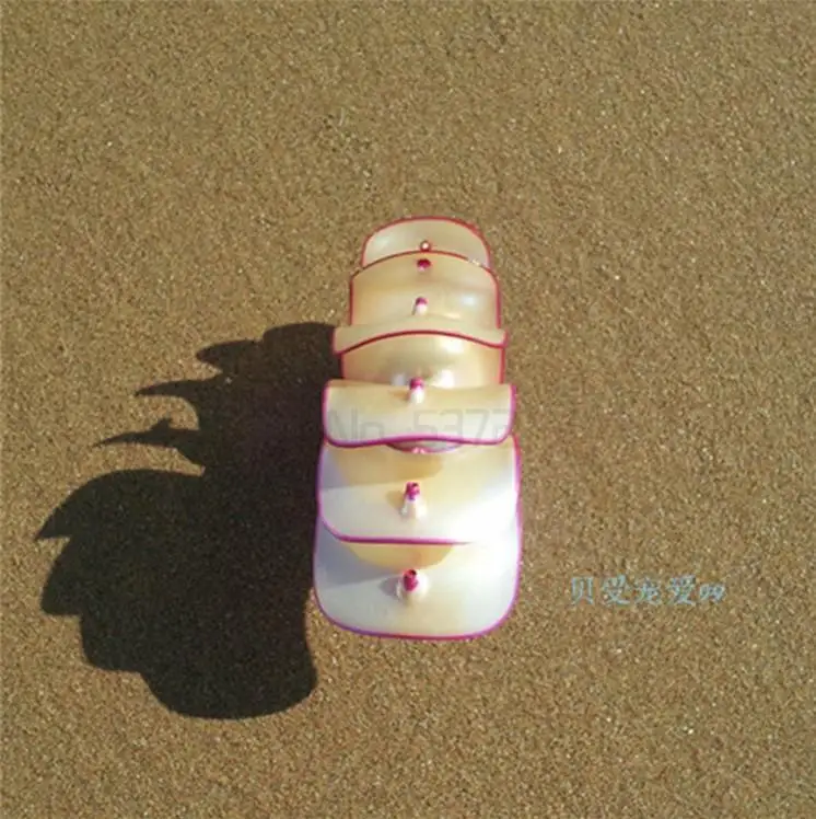 

Rose Nautilus natural conch shell ornaments gifts Home Furnishing rare collection of four famous.