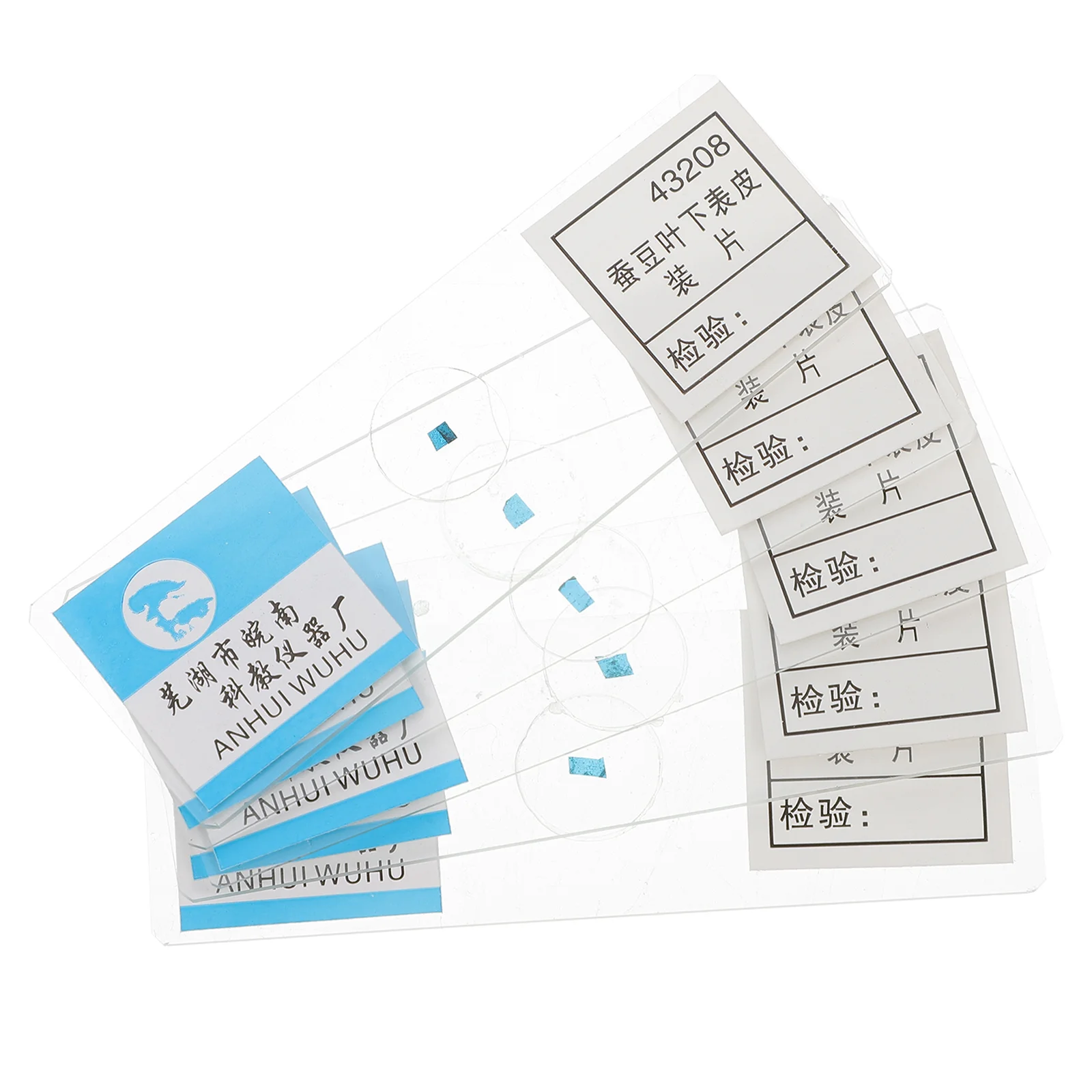 

5pcs Prepared Microscope Slide Broad-Bean-leaf Epidermis Sample Glass Slide
