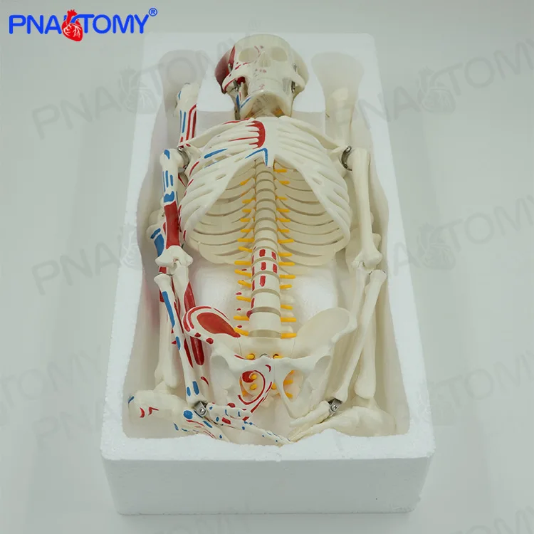 Модель человеческого скелета для всего тела 85 см съемная и подвижная окраска