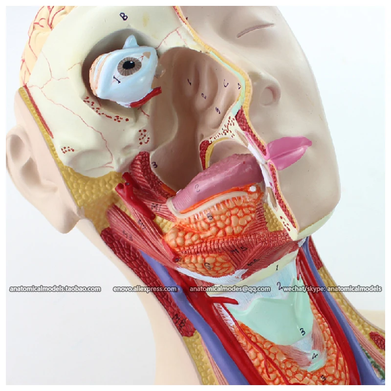 CMAM/12019 Torso 85 см мужской 18 частей пластмассовая анатомическая модель человеческого