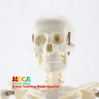 85cm anatomy art medical standard human skeleton model skeleton skeleton teaching model mgg201