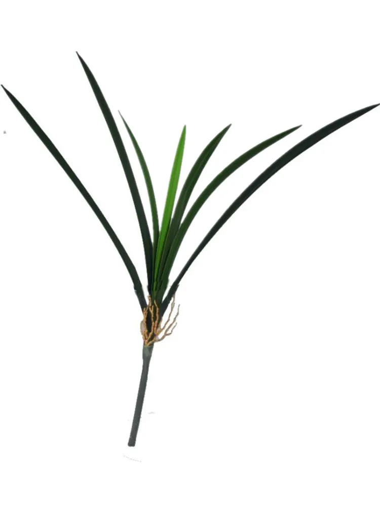 Укроп кинза петрушка png. Петрушка риалто. Пучок листьев. Пучок листьев. Петрушка petroselinum.