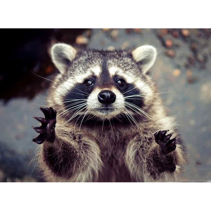 Полностью квадратная/круглая дрель 5D DIY алмазная живопись животное Енот вышивка