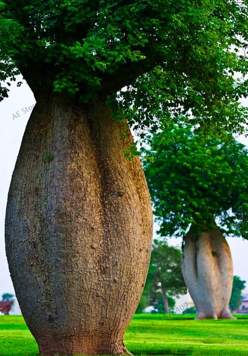 1 Содержит экстракт баобаба, 10 шт./упак. Австралийский редкий Baobab тропический гигантский посадки - Цвет: 1