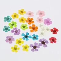 20pcs pressed dried sorbaria sorbifolia flower for epoxy resin jewelry making makeup face nail art craft diy accessories