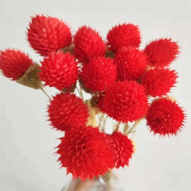 

10pcs Dry Flower Nature Real Berry Flowers DIY Floral Display Rabbit Grass Plant For Christmas Wedding Bouquet Room Party Decor