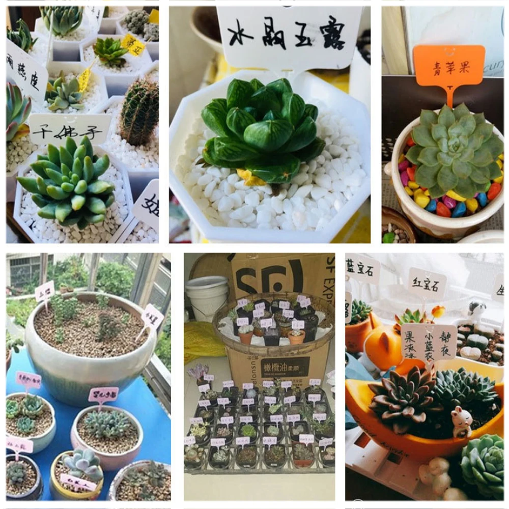 

Plant Tags Garden Nursery Label Flowerpot Nursery Tag Tray Plastic Markers Flower Pots Seedling Labels Tray Mark Tool Mix Colors