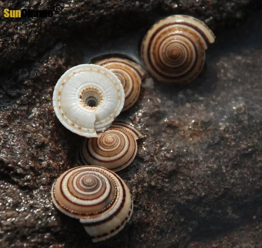 Шляпа из натуральной ракушки соломенная шляпа с черными линиями со спиралью