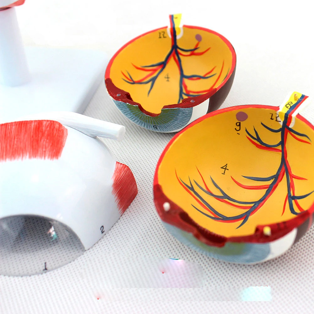 Медицинская модель 4D для анатомии глаз собранная человеческая новая конструкция