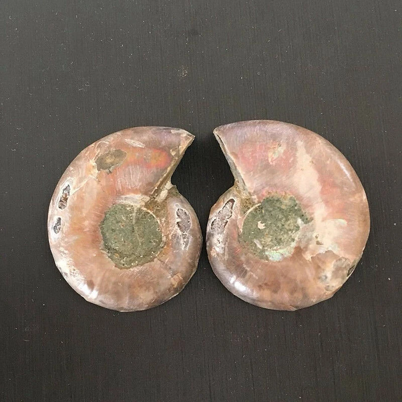 1 Pair Half Cut Natural Ammonite Shell Jurassic Fossil Specimen Madagascar 3-4cm | Дом и сад