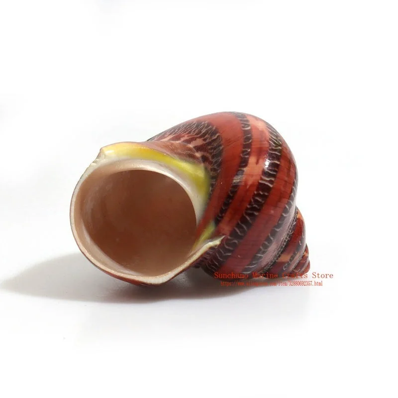 Древняя китайская морская улитка кошачий глаз натуральная раковина Аквариум