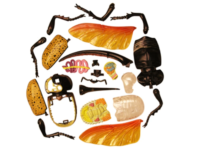 Животная биология анатомическая модель для медиков обучающая Геркулес Жук 4d