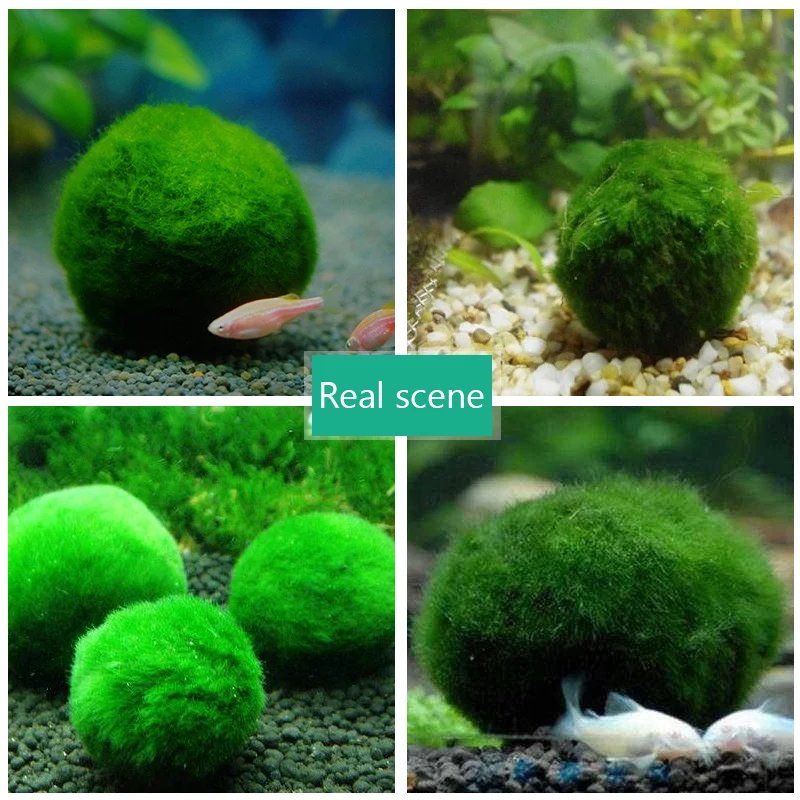 

3-4cm Marimo Moss Balls Live Aquarium Plant Algae Fish Shrimp Tank Ornament Marimo Happy Environmental Green Seaweed Ball