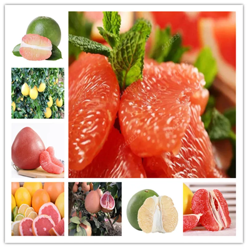 10 шт. искусственный помело |