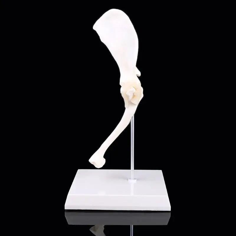 

Dog Canine Shoulder Joint Model Veterinary Teaching Research Skeleton Halloween