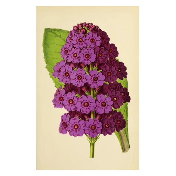 

Flowers Painting Wall Art Fruits Peach Pear Modern Home Dining Room Kitchen Decor Pictures Vintage Posters Kraft paper