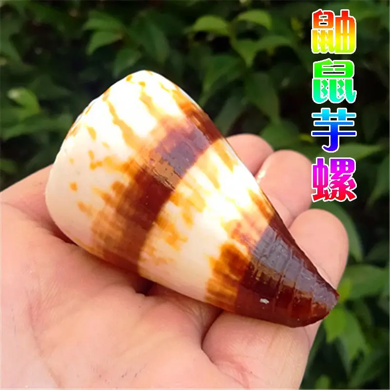 Аквариум из натуральной раковины ласки Коно аквариум для рыб ландшафтный