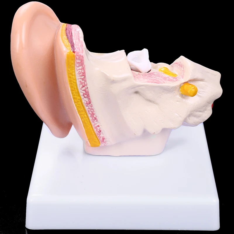 

1.5 Times Human Ear Anatomy Model Showing Organs Structure Of the Central and External Ears Teaching Supplies