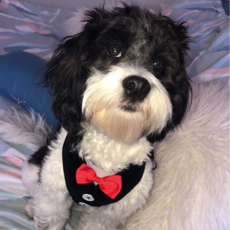 Жилетка для собак питомец поводок набор маленьких средних галстук бабочка