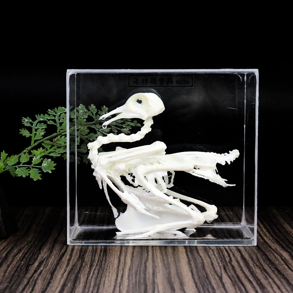 

Pigeon Skeleton Model Specimens Science Biology Teaching Instruments Collection Animal Teaching Display Educational for Student