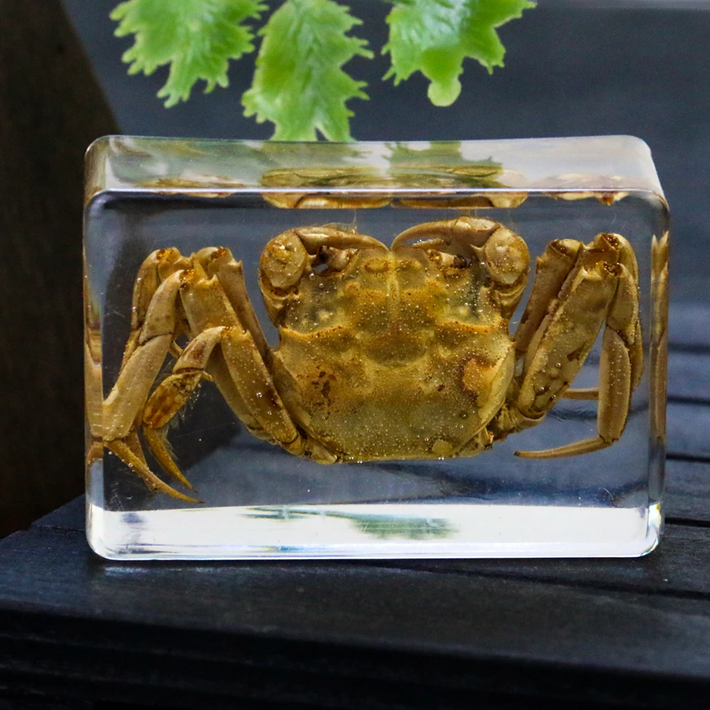 

Natural Crab Specimens Artificial Resin Amber Paperweight Art Craft Gift Home Decoration Accessories Educational Collection