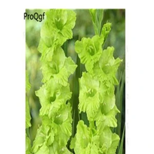 7 Ngryise 10 шт набор Vaniot Houtt gladiolus лампочка - Цвет: 7