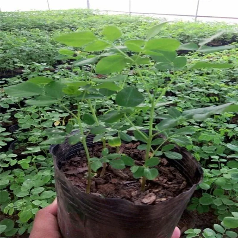 50pcs-1000pcs 99% High Germination Rate Moringa Oleifera It Can Be Planted and Eaten Free Shipping | Красота и здоровье