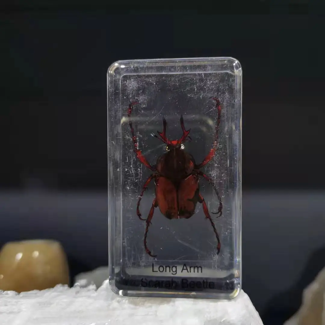 Esp&eacute;cimen de ense&ntilde;anza de insectos, decoraci&oacute;n de insectos de resina-4