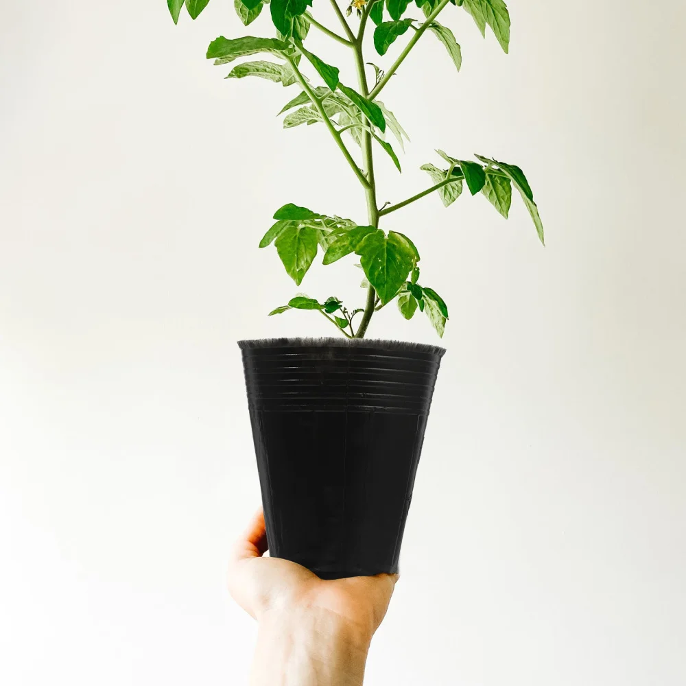 

500Pcs Plant Nutrition Containers Nutrition Cup Simple Nursery Pot Garden Tool