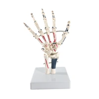 life size human hand joint with painted muscle anatomical skeleton hand model medical anatomy study tool