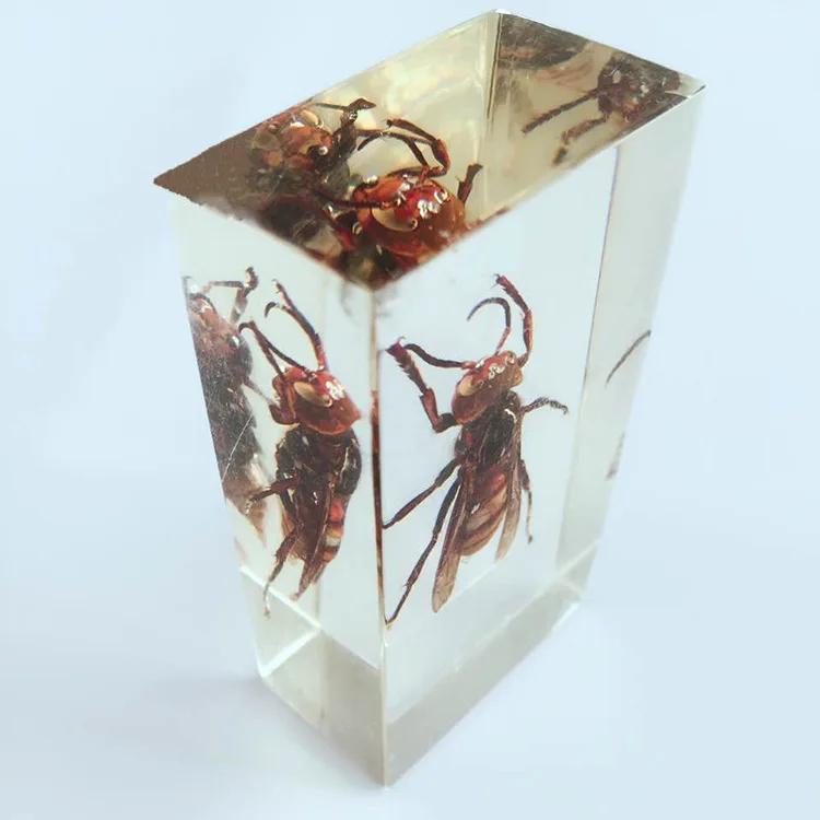 Образцы насекомых образец настоящей пчелы Vespa модель биологическая энтомология