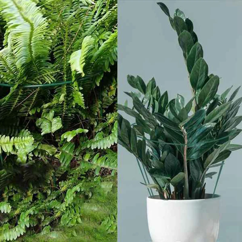 

6 Pcs Semi-Circular Metal Plant Support Pile and 6 Pcs Metal Single Stem Garden Plant Support Pile Ring Cage for Flowers